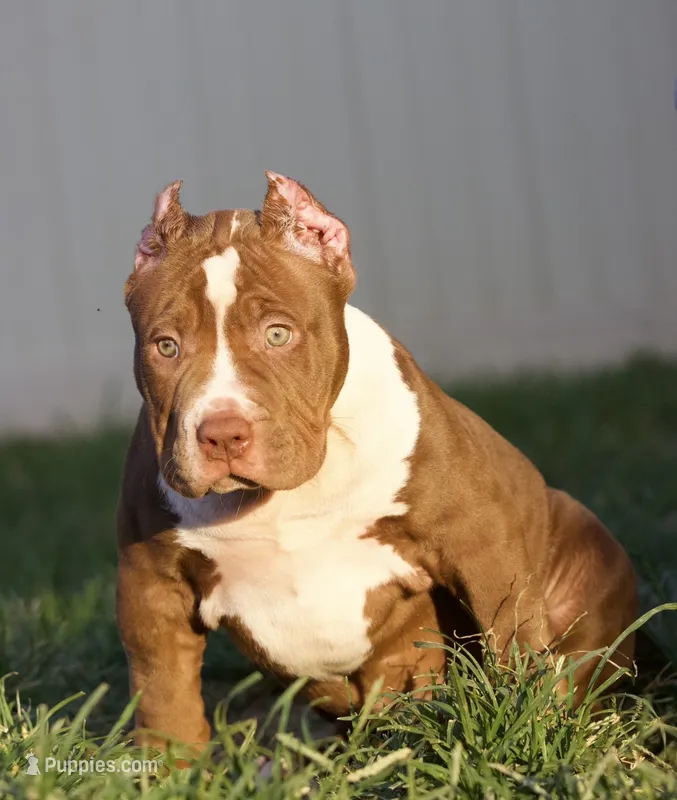 Honey  – American Bully puppy for sale in Highland, CA