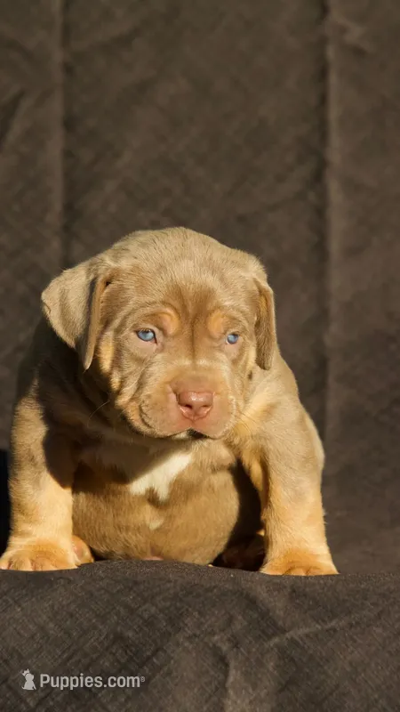 Dark blue collar – American Bully puppy for sale in Highland, CA