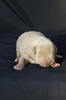 Pink collar , a female American Bully for sale in Highland, CA – 2 of 8