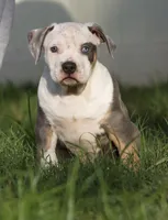 Spot , a male American Bully for sale in Highland, CA – 4 of 5