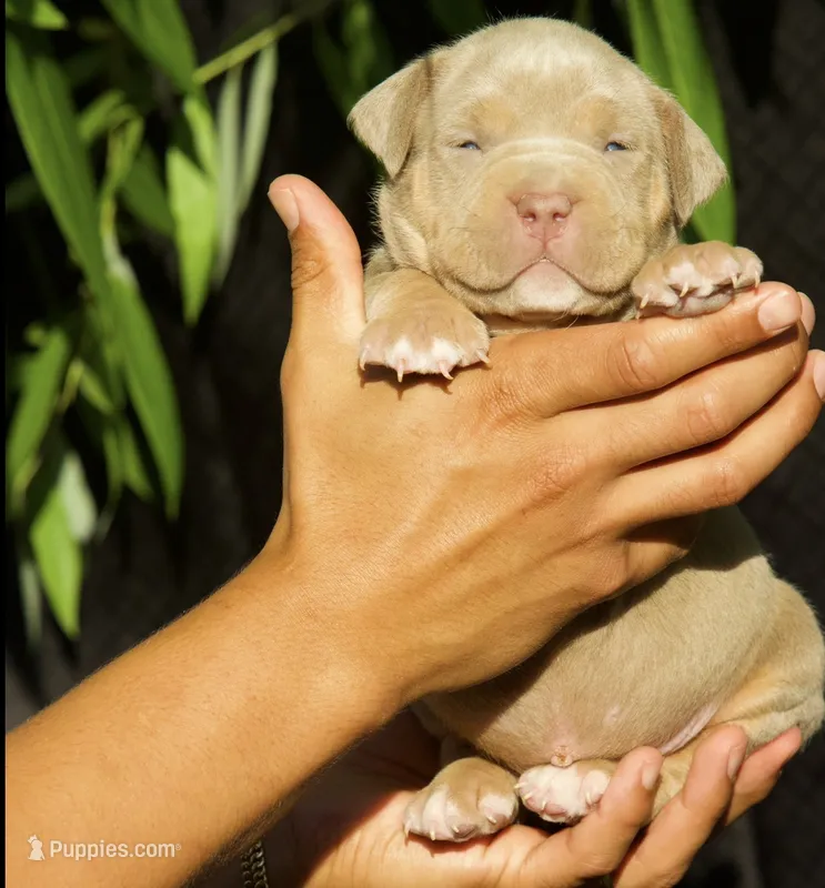 Pink collar  – American Bully puppy for sale in Highland, CA