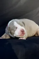 Red collar , a male American Bully for sale in Highland, CA – 6 of 7
