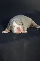 Red collar , a male American Bully for sale in Highland, CA – 4 of 7