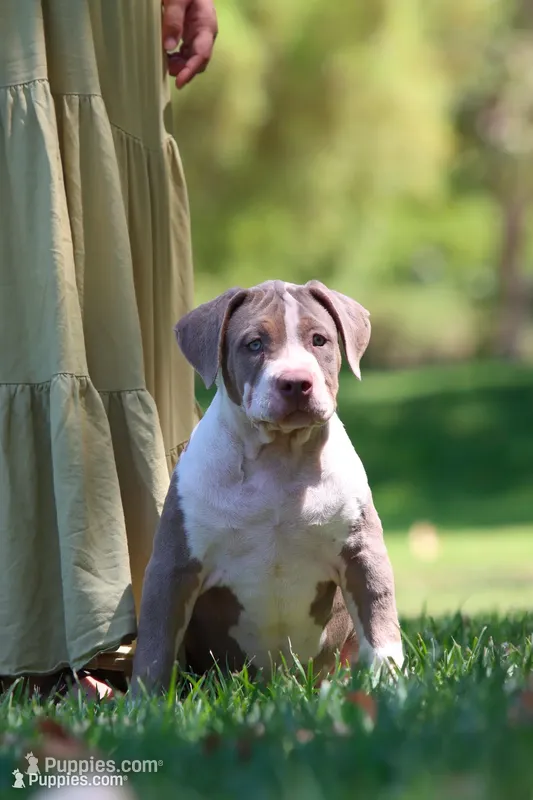 Gorgeous – American Bully puppy for sale in Highland, CA