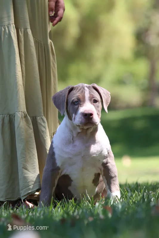Gorgeous – American Bully puppy for sale in Highland, CA