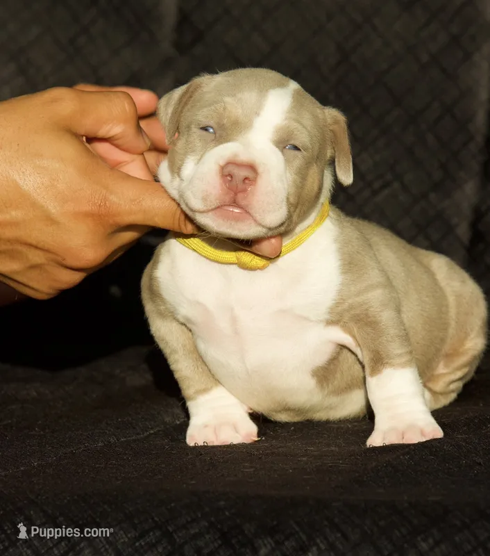 Yellow collar  – American Bully puppy for sale in Highland, CA