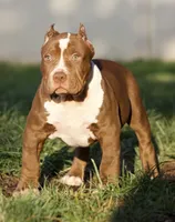 Honey , a female American Bully for sale in Highland, CA – 4 of 5