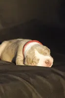 Red collar , a male American Bully for sale in Highland, CA – 5 of 7