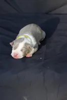 Yellow collar , a female American Bully for sale in Highland, CA – 3 of 3
