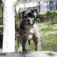Spot , a male American Bully for sale in Highland, CA – Photo 5 of 7