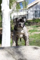 Spot , a male American Bully for sale in Highland, CA – Photo 5 of 7