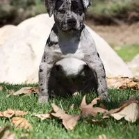 Spot , a male American Bully for sale in Highland, CA – Photo 6 of 7