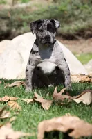 Spot , a male American Bully for sale in Highland, CA – Photo 6 of 7