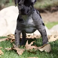 Spot , a male American Bully for sale in Highland, CA – Photo 3 of 7