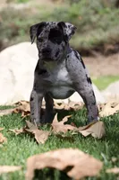 Spot , a male American Bully for sale in Highland, CA – Photo 3 of 7