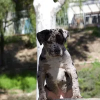 Spot , a male American Bully for sale in Highland, CA – Photo 7 of 7