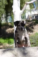 Spot , a male American Bully for sale in Highland, CA – Photo 7 of 7