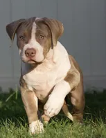 Gorgeous, a female American Bully for sale in Highland, CA – 4 of 6