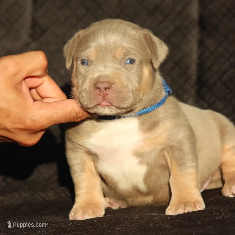 Dark blue collar – American Bully puppy for sale in Highland, CA