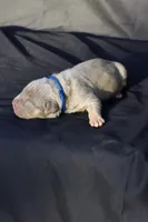 Dark blue collar, a male American Bully for sale in Highland, CA – 5 of 5