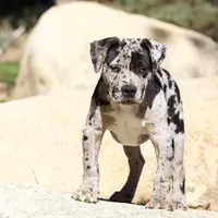 Spot , a male American Bully for sale in Highland, CA – Photo 1 of 7