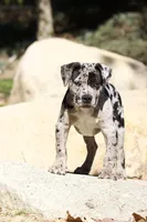 Spot , a male American Bully for sale in Highland, CA – Photo 1 of 7