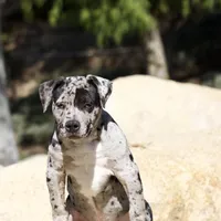 Spot , a male American Bully for sale in Highland, CA – Photo 2 of 7