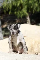 Spot , a male American Bully for sale in Highland, CA – Photo 2 of 7