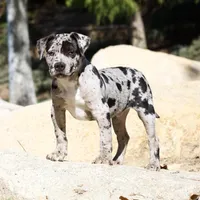 Spot , a male American Bully for sale in Highland, CA – Photo 4 of 7