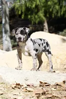 Spot , a male American Bully for sale in Highland, CA – Photo 4 of 7
