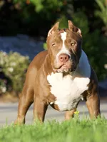 Hunny , a female American Bully for sale in Highland, CA – 6 of 7