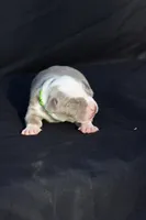 Green collar, a female American Bully for sale in Highland, CA – 3 of 4