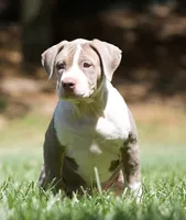 Gorgeous, a female American Bully for sale in Highland, CA – 3 of 6