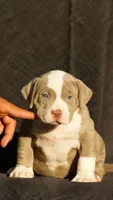Green collar, a female American Bully for sale in Highland, CA – 2 of 5