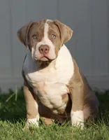 Gorgeous, a female American Bully for sale in Highland, CA – 5 of 6