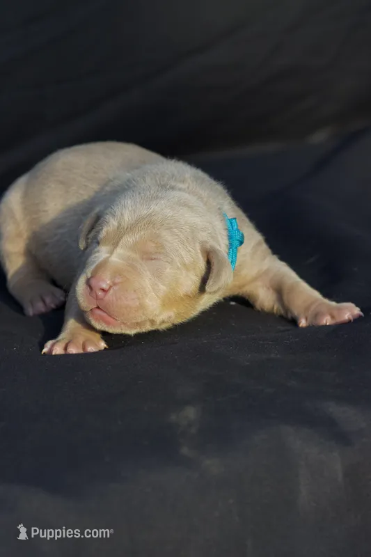 Light blue collar  – American Bully puppy for sale in Highland, CA