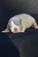 Red collar , a male American Bully for sale in Highland, CA – 1 of 7