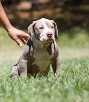 Big boy , a male American Bully for sale in Highland, CA – 4 of 4