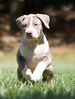 Gorgeous, a female American Bully for sale in Highland, CA – 2 of 6