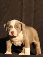 Green collar, a female American Bully for sale in Highland, CA – 3 of 5