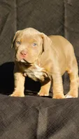 Pink collar , a female American Bully for sale in Highland, CA – 4 of 4