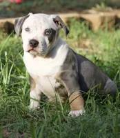 Spot , a male American Bully for sale in Highland, CA – 3 of 5