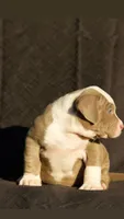Green collar, a female American Bully for sale in Highland, CA – 4 of 5