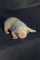 Light blue collar , a male American Bully for sale in Highland, CA – 4 of 4