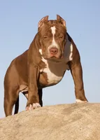 Hunny , a female American Bully for sale in Highland, CA – 3 of 7
