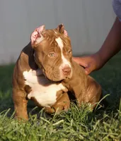 Honey , a female American Bully for sale in Highland, CA – 3 of 5
