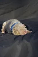 Dark blue collar, a male American Bully for sale in Highland, CA – 3 of 5