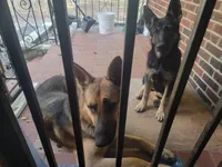 German Shepherd Puppy 1, a male German Shepherd Dog for sale in Memphis, TN – Photo 8 of 10