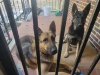 German Shepherd Puppy 1, a male German Shepherd Dog for sale in Memphis, TN – Photo 9 of 10