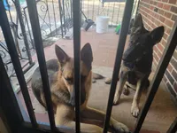 German Shepherd Puppy 1, a male German Shepherd Dog for sale in Memphis, TN – Photo 10 of 10